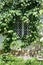 Latticed window of house, surrounded by vine with green leaves