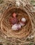 LATUR, MAHARASHTRA INDIA 1-JUNE-2021 Broken quail egg, new baby bird will born
