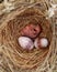 LATUR, MAHARASHTRA INDIA 1-JUNE-2021 Broken quail egg, new baby bird will born