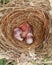 LATUR, MAHARASHTRA INDIA 1-JUNE-2021 Broken quail egg, new baby bird will born