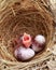 LATUR, MAHARASHTRA INDIA 1-JUNE-2021 Broken quail egg, new baby bird will born