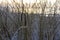 Latvia. It is an autumn. Cane growing on a dune. Latvia. After the rain.