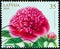 LATVIA - CIRCA 2010: A stamp printed in Latvia from the `Flowers - Painting by Lilija Dinere` issue shows Peony, circa 2010.