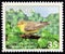 LATVIA - CIRCA 2011: A stamp printed in Latvia from the `Birds of Latvia` issue shows Icterine warbler Hippolais icterina