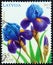 LATVIA - CIRCA 2013: A stamp printed in Latvia from the `Flowers - Painting by Lilija Dinere` issue shows Iris, circa 2013.