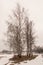 Latvian birches in winter