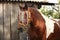 Latvian draught horse portrait in summer