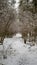 Latvian Forest Strolls: Embracing Snow-Blanketed Pathways in Winter