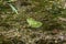 Latvian green frog resting in sun in a lake on water surface. Pelophylax kl. esculentus