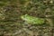 Latvian green frog resting in sun in a lake on water surface. Pelophylax kl. esculentus