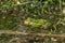 Latvian green frog resting in sun in a lake on water surface. Pelophylax kl. esculentus