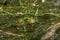 Latvian green frog resting in sun in a lake on water surface. Pelophylax kl. esculentus