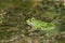 Latvian green frog resting in sun in a lake on water surface. Pelophylax kl. esculentus