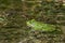 Latvian green frog resting in sun in a lake on water surface. Pelophylax kl. esculentus