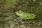 Latvian green frog resting in sun in a lake on water surface. Pelophylax kl. esculentus