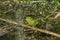 Latvian green frog resting in sun in a lake on water surface. Pelophylax kl. esculentus