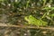 Latvian green frog resting in sun in a lake on water surface. Pelophylax kl. esculentus