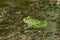 Latvian green frog resting in sun in a lake on water surface. Pelophylax kl. esculentus