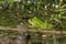 Latvian green frog resting in sun in a lake on water surface. Pelophylax kl. esculentus