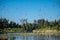 Latvian landscape with a lots of seagulls above a forest lake on a sunny summer morning