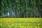 Latvian landscape with a white birch grove and a blooming dandelion field on a sunny spring day