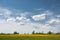 Latvian landscape with white cumulus clouds in blue sky over blooming dandelion field in summer day