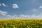 Latvian landscape with white cumulus clouds in blue sky over blooming dandelion field in summer day