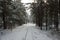 Latvian rural landscape. Winter railway through snowy pines
