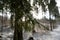 Latvian Snowscape: Fir Trees Veiled in Pokainu Mezs, Dobele