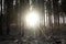 Latvijan Luminescence: Sun-Kissed Pines in Pokainu Mezs\\\' Winter Embrace