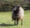 Latxa breed sheep in the Roncal valley, Navarra Spain