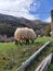 Latxa sheep grazing in a fence in the Roncal valley, Navarra