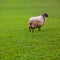 Latxa sheep in Pyrenees of Navarra grazing in meadow