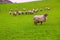 Latxa sheep in Pyrenees of Navarra grazing in meadow