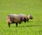 Latxa sheep in Pyrenees of Navarra grazing in meadow