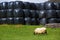 Latxa sheep in Pyrenees of Navarra grazing in meadow