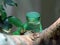 Lau banded iguana Brachylophus fasciatus, Fiji banded iguana, Der Kurzkammleguan oder GebÃ¤nderter Fidschileguan - Zoo ZÃ¼rich