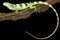 Lau island iguana Brachylophis fasciatus