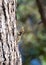 Laudakia stellio - Agama lizard sits on a the pine tree in Turkey