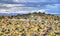 Laufscalavarda, a lava ridge, surrounded by stone cairns - Iceland