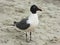 Laughing adult gull walking on a sand beach. Black ,white and red beak gull