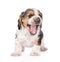 Laughing basset hound puppy. isolated on white background