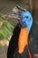 Laughing bird cassowary