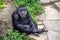 Laughing chimpanzee leaning on rock