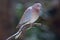 Laughing dove