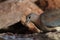 Laughing dove catching a drop of water