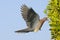 Laughing Dove flying with the building material to the nest