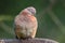 A Laughing dove with her eyes closed