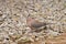 Laughing dove or little brown dove