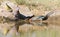 Laughing dove and Red Faced Mouse Bird drink water from a waterhole in Kalahari